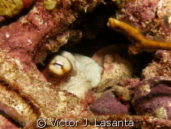 hiding octopus in v.j.levels dive site at parguera area P... by Victor J. Lasanta 